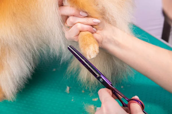 Profesyonel kuaför, hayvan güzellik salonunda Orange Pomeranian Spitz 'in icabına bakar. Bakımcı kuaför, dekoratif oyuncak köpek patisinin kıllarını kesiyor. Uzman tarak makasıyla çalışır.