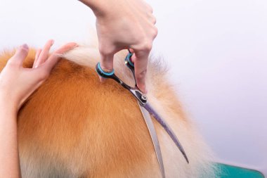 Profesyonel kuaför, hayvan güzellik salonunda Orange Pomeranian Spitz 'in icabına bakar. Bakımcı kuaför köpek bakıcılığı ve arka ayakları yakından kesiyor. Uzman kavisli makasla çalışır.