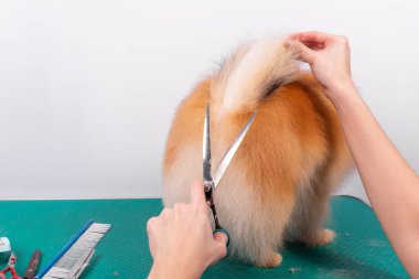 Profesyonel kuaför, hayvan güzellik salonunda Orange Pomeranian Spitz 'in icabına bakar. Bakımcı kuaför köpek bakıcılığı ve arka ayakları yakından kesiyor. Uzman kavisli makasla çalışır.