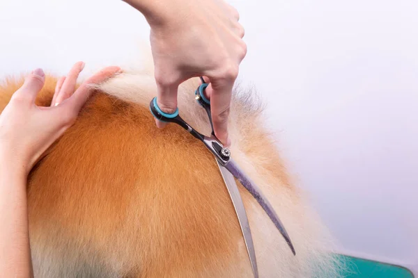 Professional Groomer Takes Care Orange Pomeranian Spitz Animal Beauty Salon — Stock Photo, Image