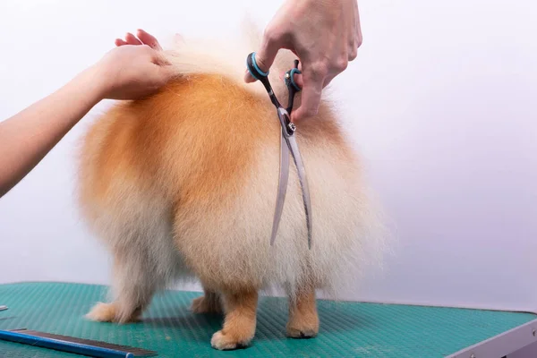 Toiletteur Professionnel Prend Soin Orange Pomeranian Spitz Dans Salon Beauté — Photo