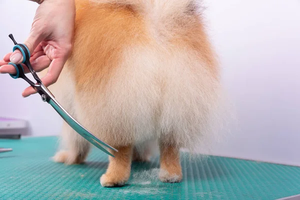 Îngrijitor Profesionist Grijă Orange Pomeranian Spitz Salonul Înfrumusețare Animalelor Muncitorul — Fotografie, imagine de stoc