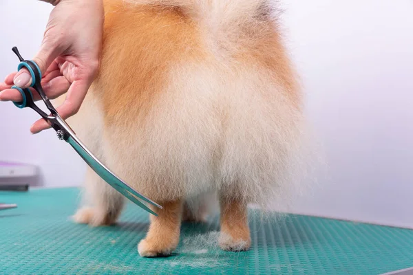 Curatore Professionale Prende Cura Orange Pomeranian Spitz Nel Salone Bellezza — Foto Stock