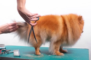 Profesyonel kuaför, hayvan güzellik salonunda Orange Pomeranian Spitz 'in icabına bakar. Bakımcı kuaför köpek bakıcılığı ve arka ayakları yakından kesiyor. Uzman kavisli makasla çalışır.
