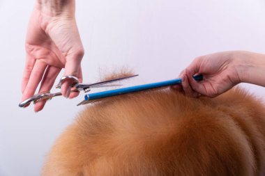 Profesyonel kuaför, hayvan güzellik salonunda Orange Pomeranian Spitz 'in icabına bakar. Bakımcı kuaför köpek kıllarını kesiyor. Uzman, kavisli makas ve fırçayla çalışıyor.