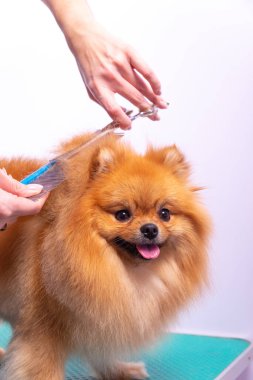 Profesyonel kuaför, hayvan güzellik salonunda Orange Pomeranian Spitz 'in icabına bakar. Bakımcı kuaför köpek kıllarını kesiyor. Uzman, kavisli makas ve fırçayla çalışıyor.