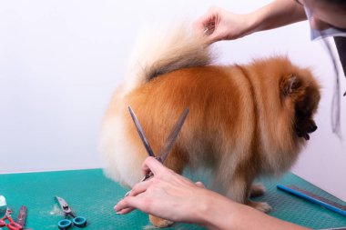 Profesyonel kuaför, hayvan güzellik salonunda Orange Pomeranian Spitz 'in icabına bakar. Bakımcı kuaför köpek kıllarını kesiyor. Uzman tarak makasıyla çalışır.