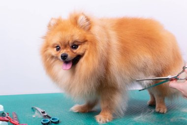 Profesyonel kuaför, hayvan güzellik salonunda Orange Pomeranian Spitz 'in icabına bakar. Güzellik salonu çalışanı köpek göbeğinde kıl kesiyor. Uzman tarak makasıyla çalışır.