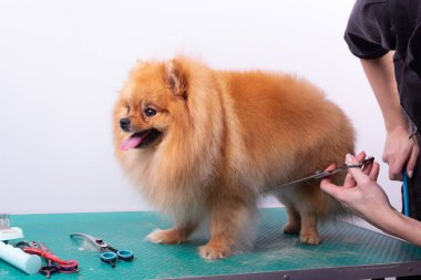 Profesyonel kuaför, hayvan güzellik salonunda Orange Pomeranian Spitz 'in icabına bakar. Güzellik salonu çalışanı köpek göbeğinde kıl kesiyor. Uzman tarak makasıyla çalışır.