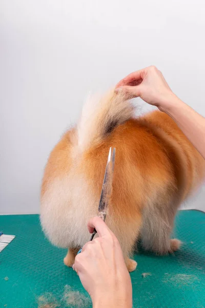 Profesjonalny Pielęgnator Zajmuje Się Orange Pomeranian Spitz Salonie Piękności Zwierząt — Zdjęcie stockowe
