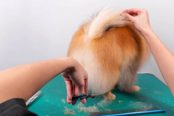 Professionele Verzorger Verzorgt Orange Pomeranian Spitz Dierenschoonheidssalon Grooming Salon Werknemer — Stockfoto