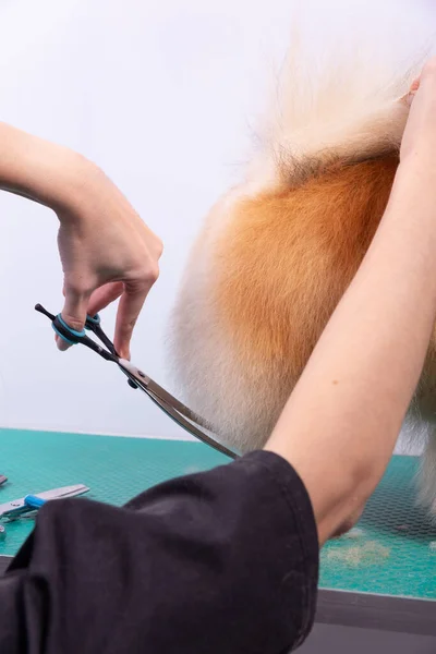 Peluquero Profesional Encarga Orange Pomeranian Spitz Salón Belleza Animal Peluquero —  Fotos de Stock