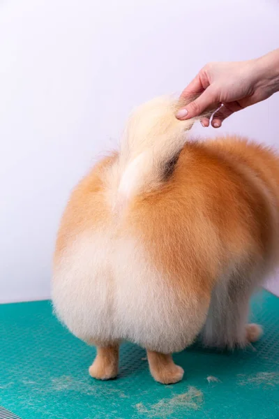 Frizerul Demonstrează Calitatea Tunsorii Spatelui Cozii Pomeranianului — Fotografie, imagine de stoc