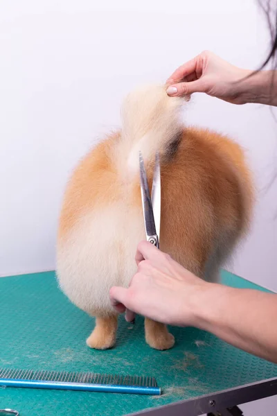 Curatore Professionale Prende Cura Orange Pomeranian Spitz Nel Salone Bellezza — Foto Stock