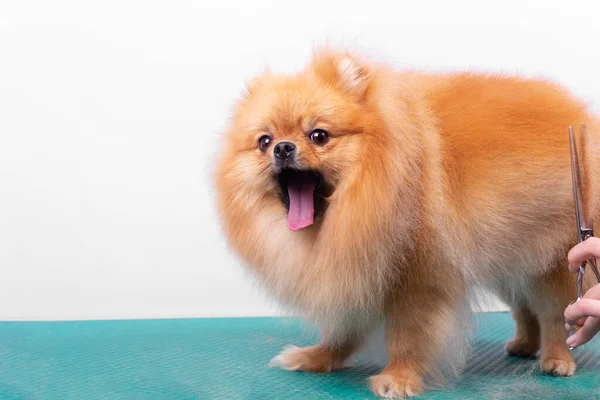 Groomer Profissional Cuida Spitz Pomeranian Alaranjado Salão Beleza Animal Funcionário — Fotografia de Stock