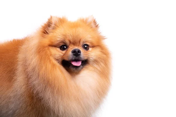 Söta Pommerska Hund Ler Medan Tittar Kameran Lekfullt Husdjur Lyckliga — Stockfoto