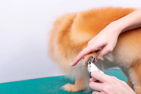 Femme Toiletteuse Coupe Cheveux Poméranie Chien Aux Cheveux Roux Dans — Photo