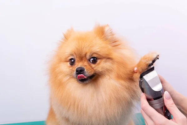 女性美容师把红头发波美拉尼亚犬在美容院里给狗狗理发 训练和照顾狗的概念 用剪切机把剪毛的狗放在爪子上 — 图库照片