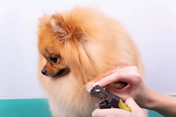 Woman Cuts Her Claws Pomeranian Dog Beautiful Decorative Dog Grooming — Stock Photo, Image
