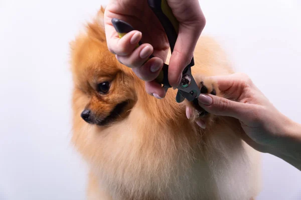 女はポメラニアの犬に爪を切った 身づくろいの手順で美しい装飾犬 — ストック写真