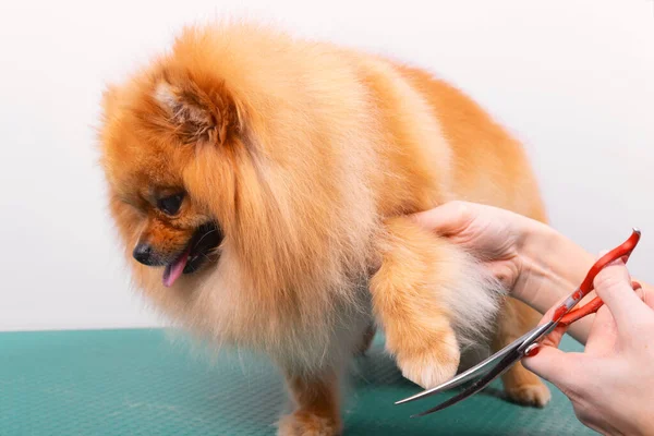 Toiletteur Professionnel Prend Soin Orange Pomeranian Spitz Dans Salon Beauté — Photo