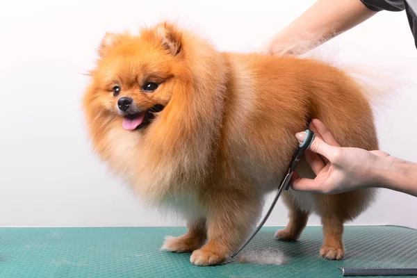 Professionell Skötare Tar Hand Orange Pommerska Spitz Djur Skönhetssalong Grooming — Stockfoto