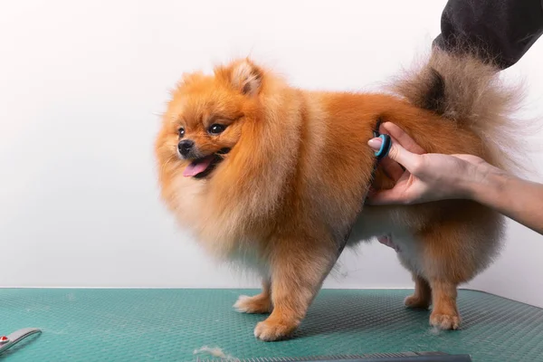 Profesyonel Kuaför Hayvan Güzellik Salonunda Orange Pomeranian Spitz Icabına Bakar — Stok fotoğraf