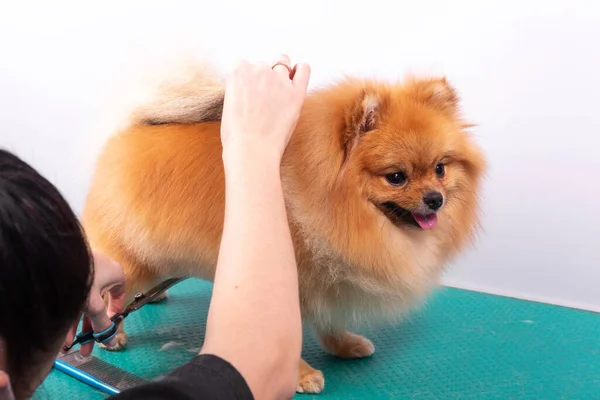 Îngrijitor Profesionist Grijă Orange Pomeranian Spitz Salonul Înfrumusețare Animalelor Muncitorul — Fotografie, imagine de stoc