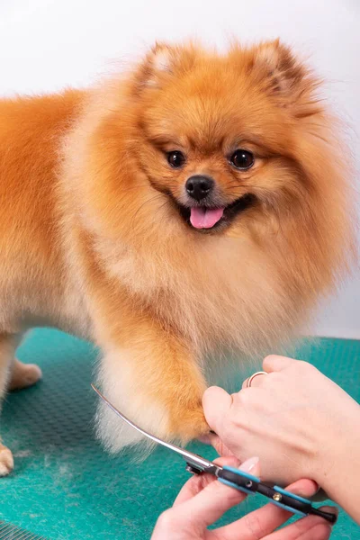 Profesyonel Kuaför Hayvan Güzellik Salonunda Orange Pomeranian Spitz Icabına Bakar — Stok fotoğraf