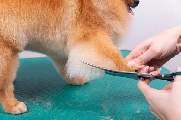 Professionelle Pflegerin Kümmert Sich Schönheitssalon Den Pommerschen Spitz Pflegende Salonarbeiterin — Stockfoto