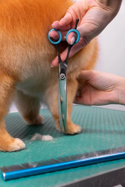 Toiletteur Professionnel Prend Soin Orange Pomeranian Spitz Dans Salon Beauté — Photo