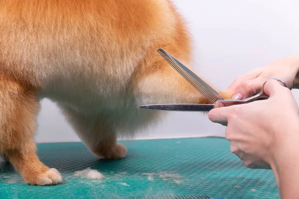 Curatore Professionale Prende Cura Orange Pomeranian Spitz Nel Salone Bellezza — Foto Stock