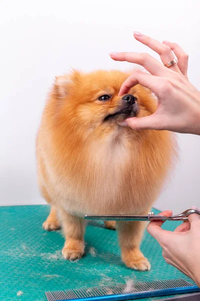 Îngrijitor Profesionist Grijă Orange Pomeranian Spitz Salonul Înfrumusețare Animalelor Muncitorul — Fotografie, imagine de stoc