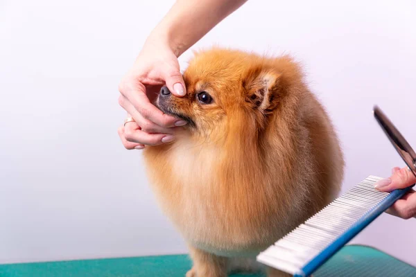 Groomer Profissional Cuida Spitz Pomeranian Alaranjado Salão Beleza Animal Funcionário — Fotografia de Stock