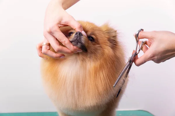 Professional groomer takes care of Orange Pomeranian Spitz in animal beauty salon. Grooming salon worker cuts hair on decorative toy dog paw in close up. Specialist works with curved scissors.