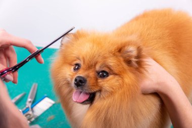 Profesyonel kuaför, hayvan güzellik salonunda Orange Pomeranian Spitz 'in icabına bakar. Bakımcı kuaför, dekoratif oyuncak köpek kulaklarında saç kesiyor. Uzman kavisli makasla çalışır.