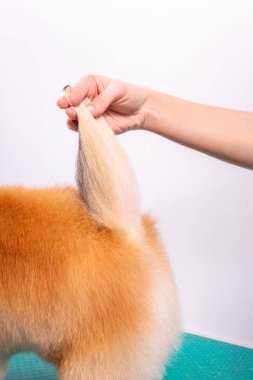 Profesyonel kuaför, hayvan güzellik salonunda Orange Pomeranian Spitz 'in icabına bakar. Bakımcı kuaför köpek kuyruğunda kıl kesiyor..