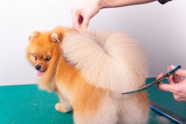 Profesyonel kuaför, hayvan güzellik salonunda Orange Pomeranian Spitz 'in icabına bakar. Bakımcı kuaför köpek kuyruğunda kıl kesiyor. Uzman tarak makasıyla çalışır.