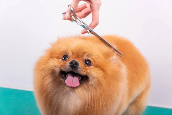 Peluquero Profesional Encarga Orange Pomeranian Spitz Salón Belleza Animal Peluquero — Foto de Stock