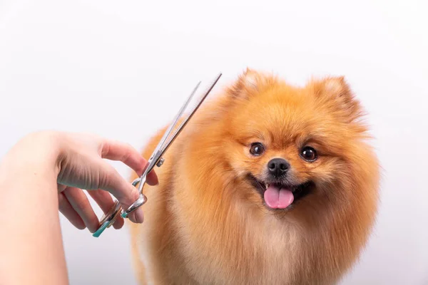 Επαγγελματίας Κομμωτής Φροντίζει Orange Pomeranian Spitz Στο Σαλόνι Ομορφιάς Ζώων — Φωτογραφία Αρχείου