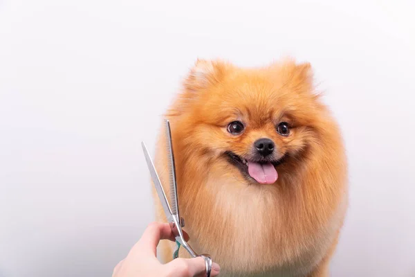 Groomer Profissional Cuida Spitz Pomeranian Alaranjado Salão Beleza Animal Funcionário — Fotografia de Stock