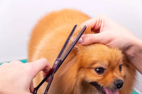 Toiletteur Professionnel Prend Soin Orange Pomeranian Spitz Dans Salon Beauté — Photo