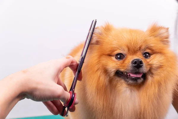 Profesyonel Kuaför Hayvan Güzellik Salonunda Orange Pomeranian Spitz Icabına Bakar — Stok fotoğraf