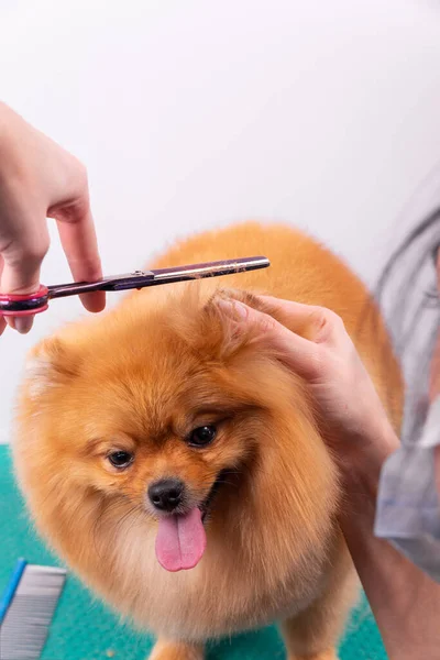 Curatore Professionale Prende Cura Orange Pomeranian Spitz Nel Salone Bellezza — Foto Stock