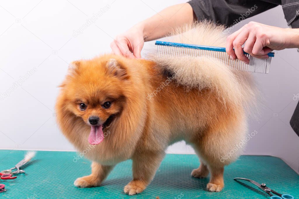 Professional groomer takes care of Orange Pomeranian Spitz in animal beauty salon. Grooming salon worker cuts hair on dog tail in close up. Specialist works with comb scissors.