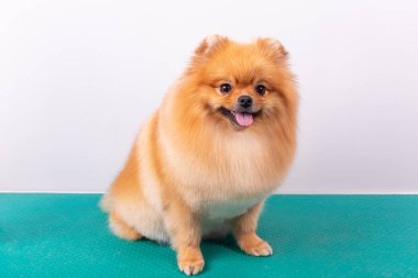 Kameraya bakarken gülümseyen sevimli Pomeranya köpeği. Neşeli evcil hayvan. Mutlu Günler. Beyaz arka planda neşe. Yumuşak yün kürk. Yıkandı, tımarlandı ve tarandı..