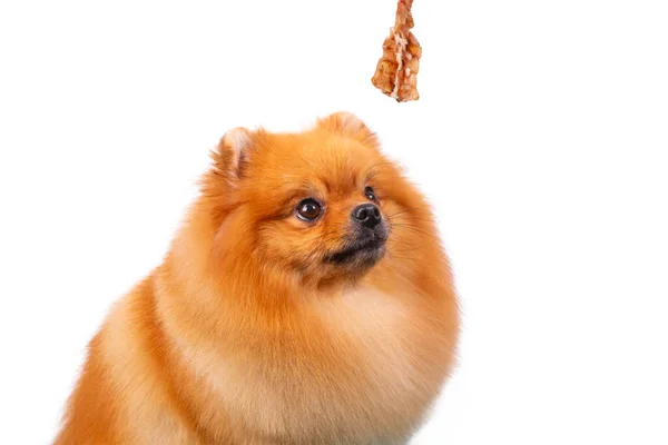 Anjing Pommern Coklat Manis Makan Makanan Hewan Peliharaan Kering Untuk — Stok Foto