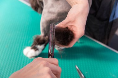 Evcil hayvan güzellik salonunda kedi bakımı. Berber arka, arka bacak ve kuyruğu kesmek için bir budayıcı kullanır..