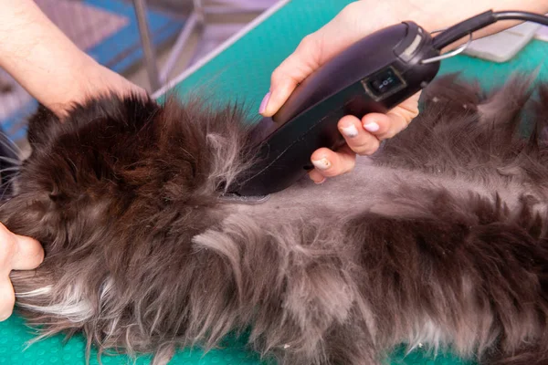 Katzenpflege Kosmetiksalon Der Friseur Schneidet Mit Einem Trimmer Rücken Hinterbeine — Stockfoto