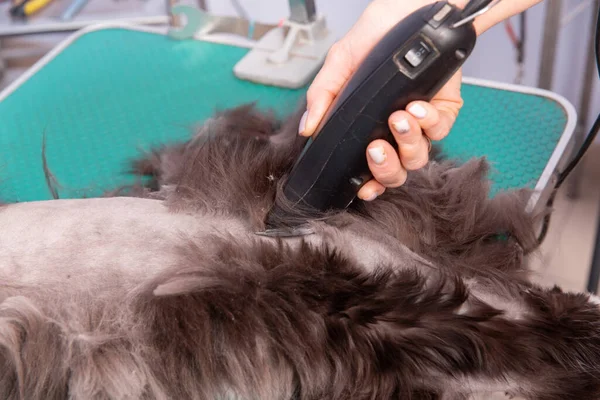 Katzenpflege Kosmetiksalon Der Friseur Schneidet Mit Einem Trimmer Rücken Hinterbeine — Stockfoto